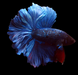 Blue MArble Avatar Halfmoon Rosetail skyhawk Male Betta