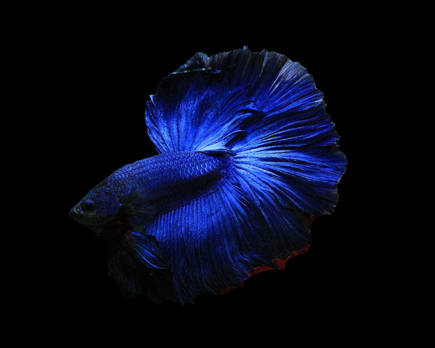 blue over halfmoon rosetail male betta 