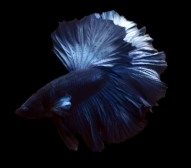 Steel Blue Halfmoon Male Betta Rosetail skyhawk 