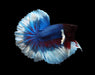 butterfly blue body over halfmoon male betta