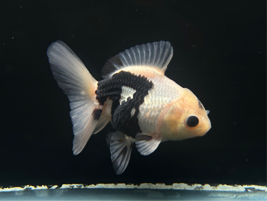 Thai Oranda Panda 2.5" Body Female 6 Months (JC-071)R1A07