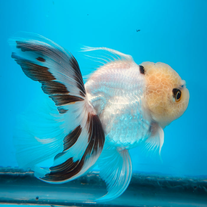 Live Fancy Goldfish Panda Thai Oranda 3.00'' (KP-111) Ready To Ship! What You See What You Get.