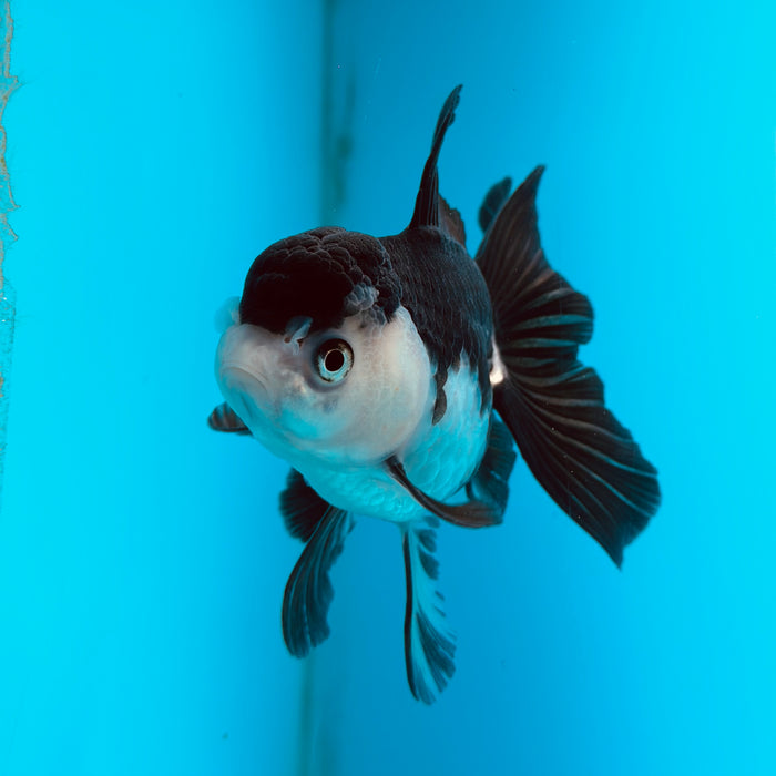 Live Fancy Goldfish Panda Thai Oranda 3.50'' (KP-123) Ready To Ship! What You See What You Get.