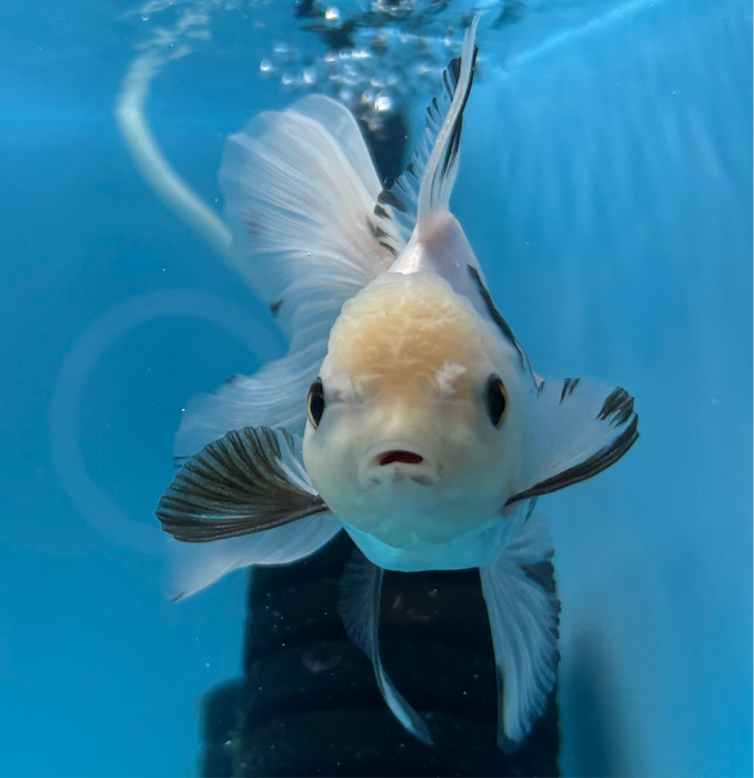 Thai Oranda Panda White Head Rose Tail 3” Body Female 7 Months (JC-111) R1B04