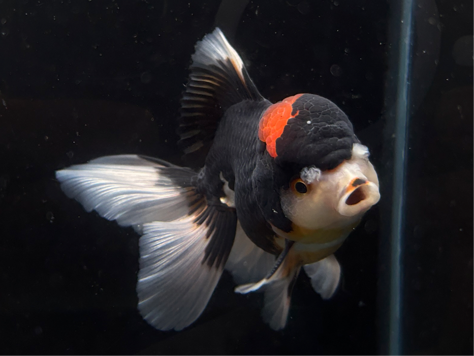 Thai Oranda Tri-Color 3" Body Male 8 Months (JC-078)R1A07