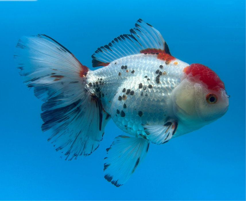 AAA Grade Monster Size Thai Oranda Tri-Color Rose Tail 5” Body Female 12 Months (JC-096) R1B06