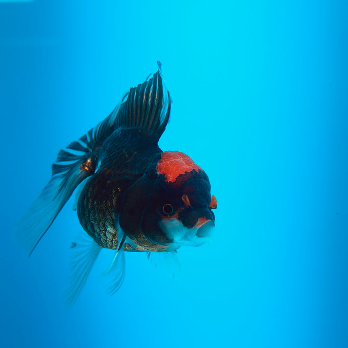 Live Fancy Goldfish Tri Color Thai Oranda 3.00'' (KP-124) Ready To Ship! What You See What You Get.