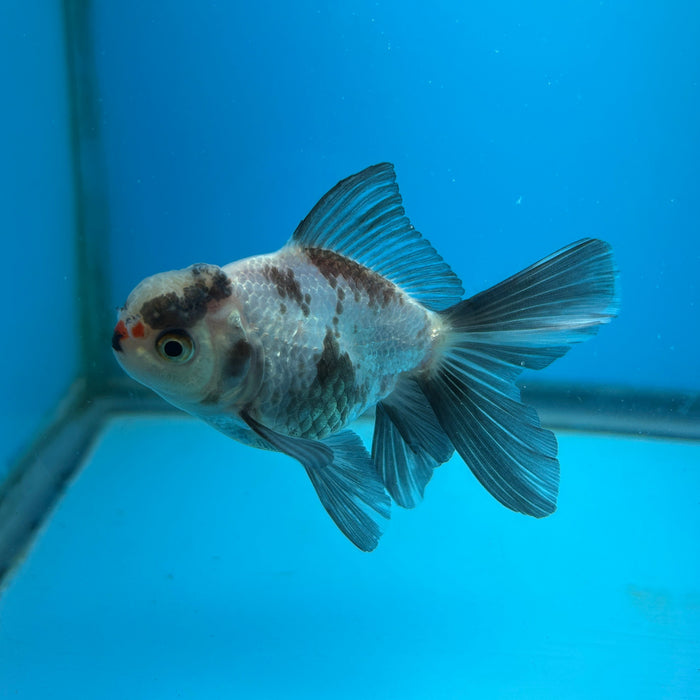 Thai Oranda Panda 2.5” Body Male 5 Months (JC-181)R1A9