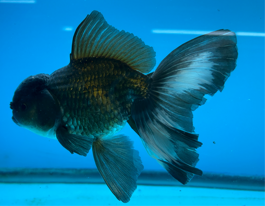 Thai Oranda Black 4" Body Male 9 Months (JC-084)R1A06