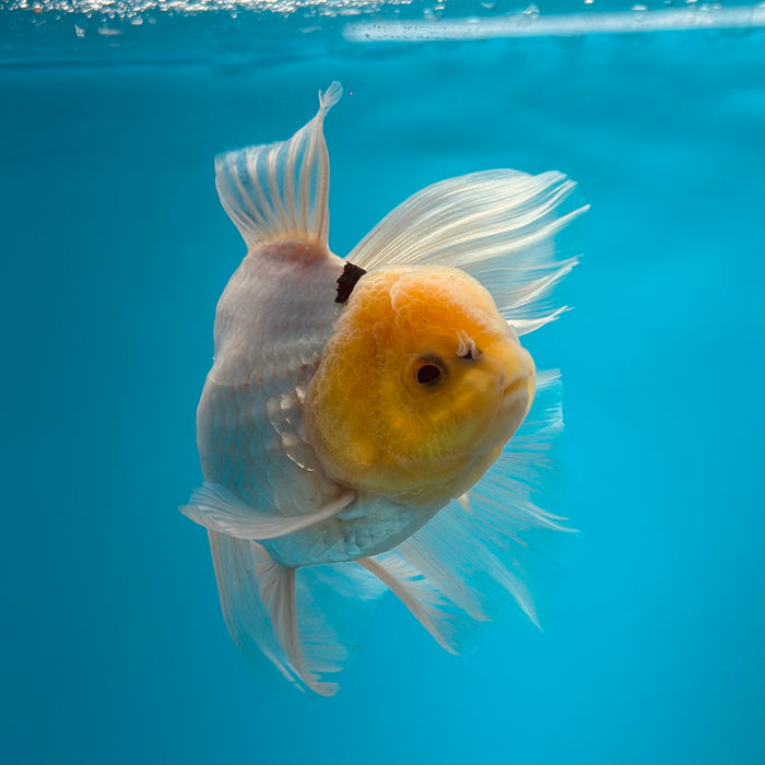 Live Fancy Goldfish Panda Thai Oranda 3.00'' (KP-111) Ready To Ship! What You See What You Get.