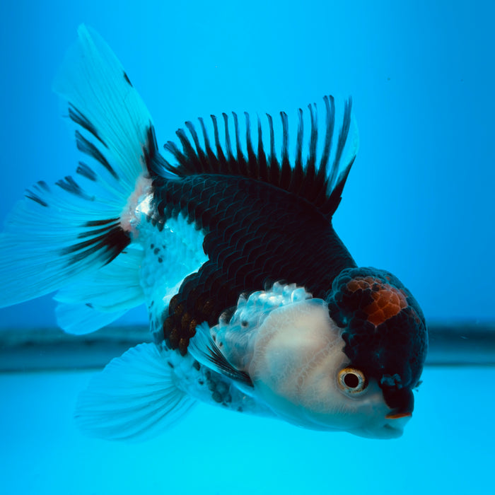 Live Fancy Goldfish Tri Color Thai Oranda 3.50'' (KP-108) Ready To Ship! What You See What You Get.