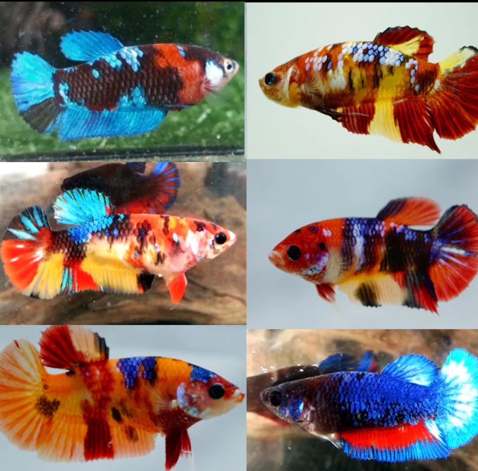 Female Betta Sorority Groups