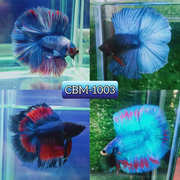 High Grade Fancy Double Tail Halfmoon Male Bettas Dark Tone (CBM-1003 GROUP)Our Choice BUY 4 GET 1 FREE MIX & MATCH