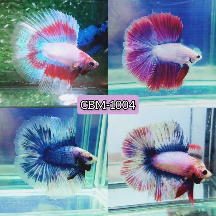 High Grade Fancy Double Tail Halfmoon Male Bettas Light Tone(CBM-1004 GROUP)Our Choice BUY 4 GET 1 FREE MIX & MATCH