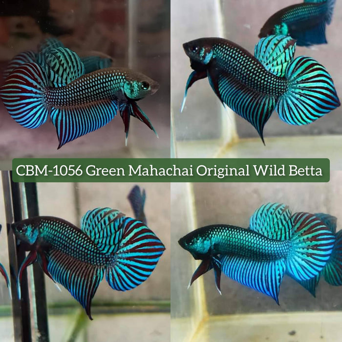 Live Wild Betta Male Green Mahachai (CBM-1056) BUY 4 GET 1 FREE MIX & MATCH