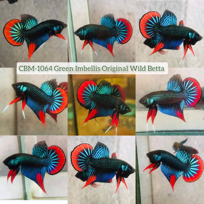 Live Wild Betta Male Imbellis Green/Red (CBM-1064)Our Choice BUY 4 GET 1 FREE MIX & MATCH