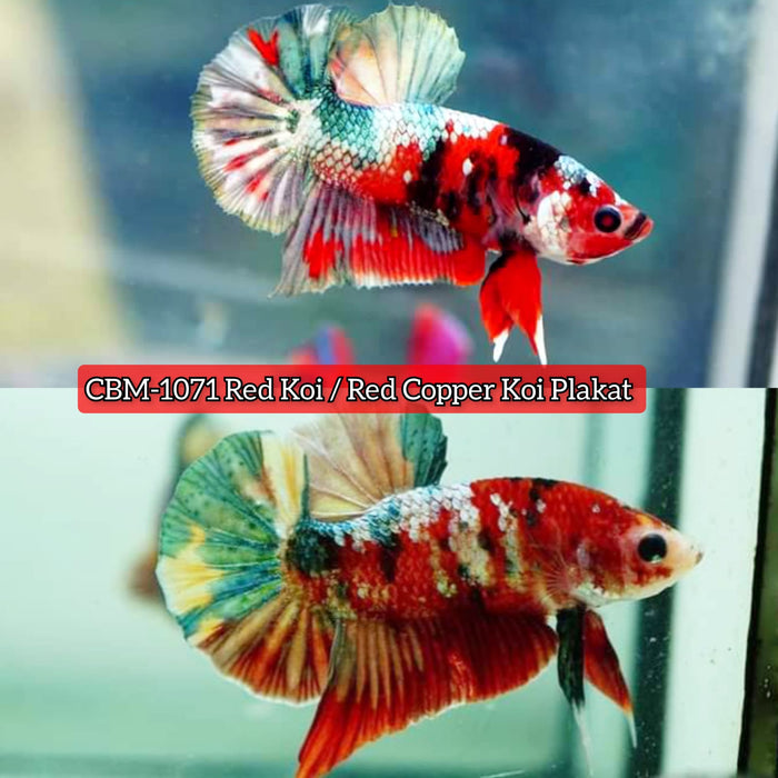 Live Freshwater Betta Males Premium Plakat Male Betta Plakat Red Koi (CBM-1071)Our Choice BUY 4 GET 1 FREE! MIX & MATCH