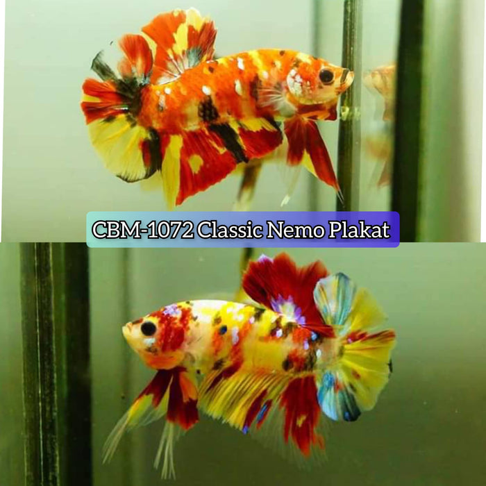 Live Freshwater Betta Males Premium Plakat Male Betta Plakat Nemo Koi (CBM-1072)Our Choice BUY 4 GET 1 FREE! MIX & MATCH