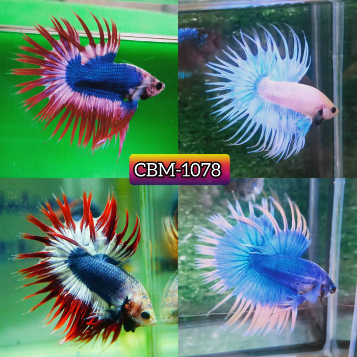 Live Freshwater Aquarium Betta FANCY MIXED COLOR CROWNTAIL MALE BETTA(CBM-1078)** Our Choice BUY 4 GET 1 FREE MIX & MATCH