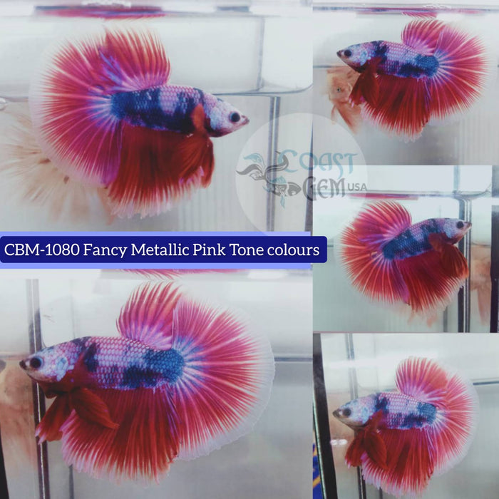 FANCY METALLIC PINK TONE COLOR HALFMOON MALE BETTA (CBM-1080 GROUP)** Our Choice BUY 4 GET 1 FREE MIX & MATCH