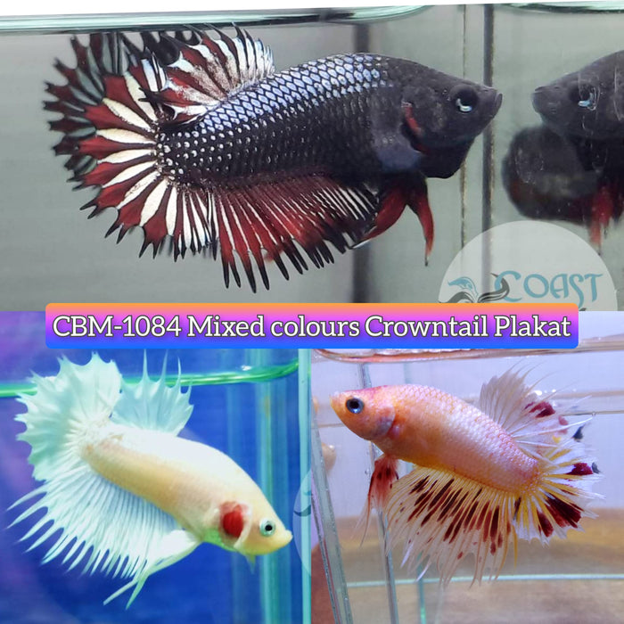 FANCY MIXED COLOR CROWNTAIL PLAKAT MALE BETTA (CBM-1084)** Our Choice BUY 4 GET 1 FREE MIX & MATCH