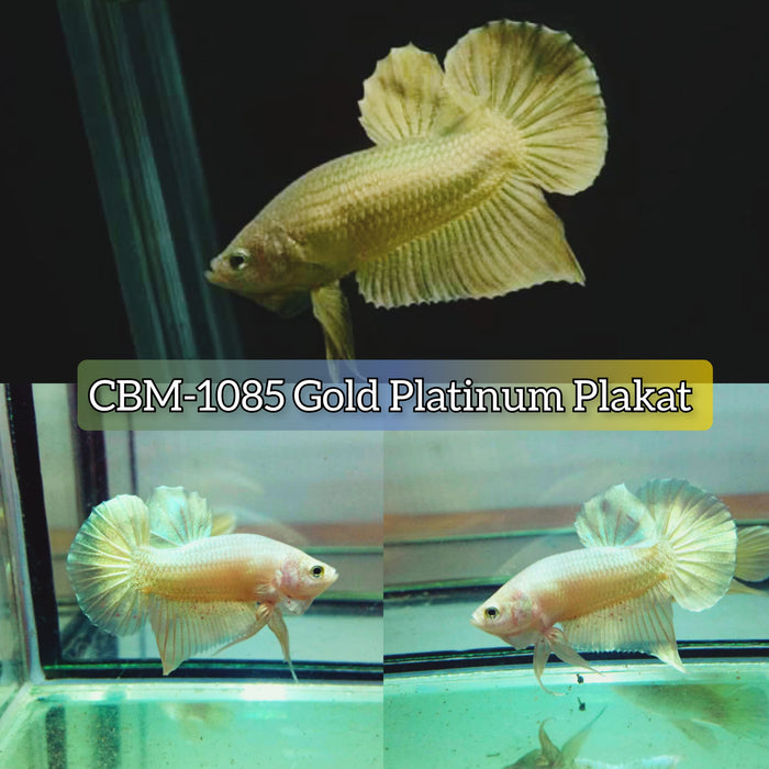 GOLD PLATINUM PLAKAT MALE BETTA (CBM-1085)** Our Choice BUY 4 GET 1 FREE MIX & MATCH