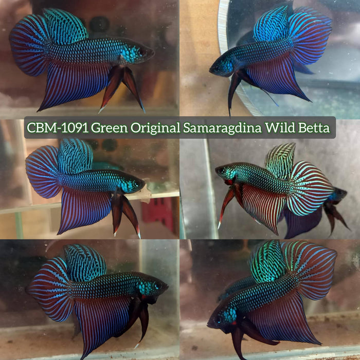 Live Wild Betta Male GREEN ORIGINAL SAMARAGDINA (CBM-1091)** Our Choice BUY 4 GET 1 FREE MIX & MATCH