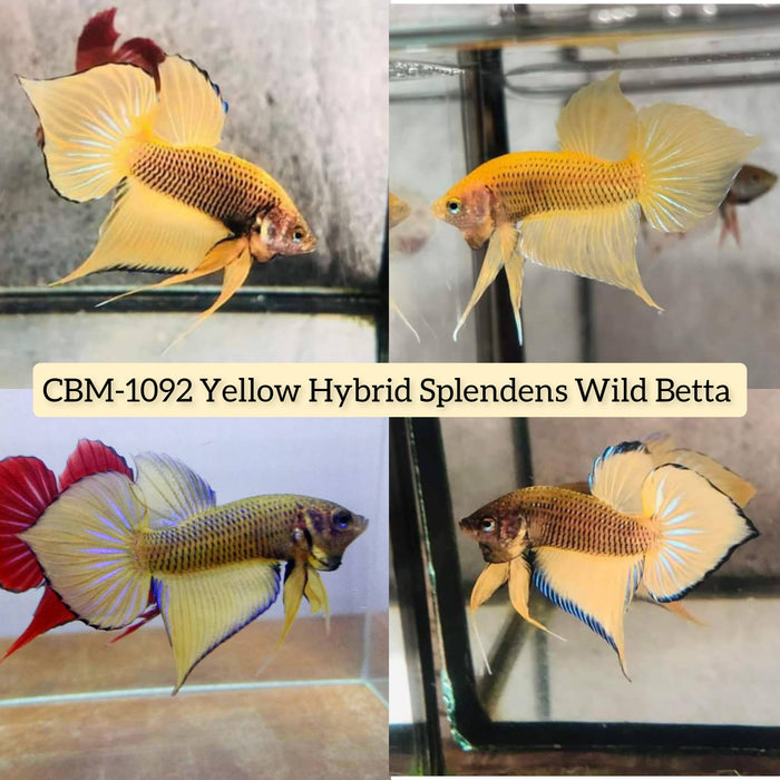 Live Wild Betta Male YELLOW HYBRID SPLENDENS (CBM-1092)** Our Choice BUY 4 GET 1 FREE MIX & MATCH