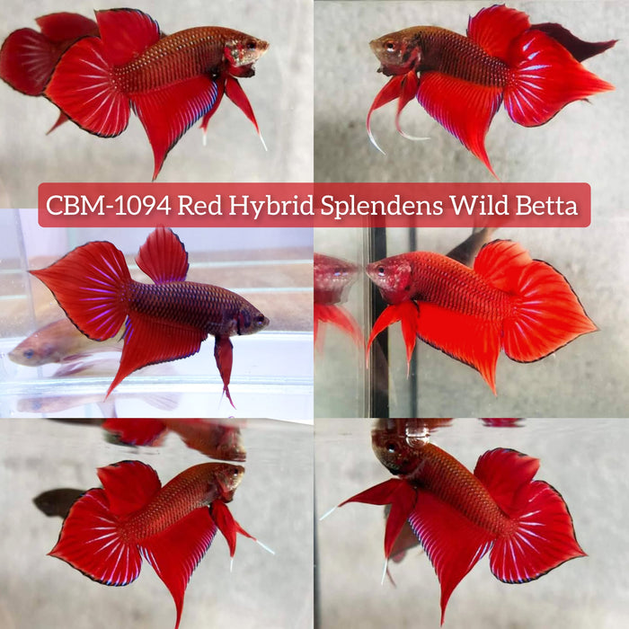 Live Wild Betta Male RED HYBRID SPLENDENS (CBM-1094)** Our Choice BUY 4 GET 1 FREE MIX & MATCH