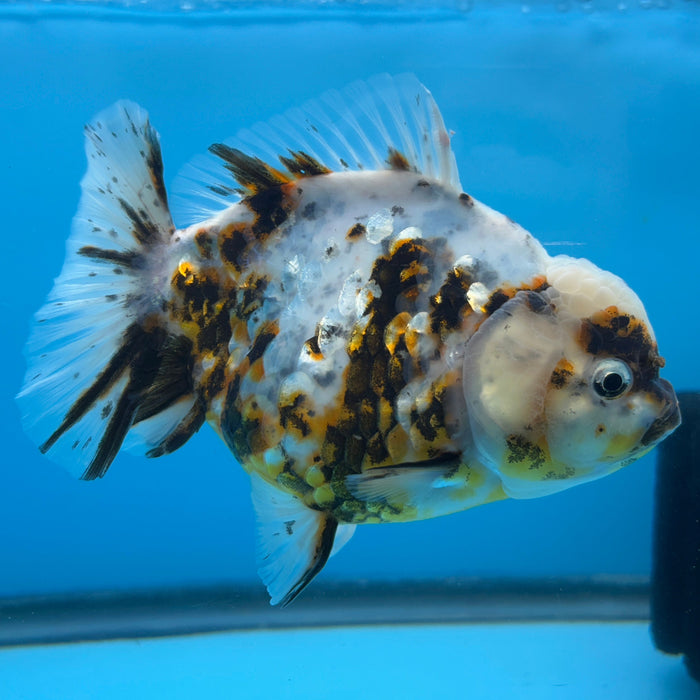 NK Thailand Thai Oranda Short Tail White Tiger Calico 4” Body Female (JC-006) R1C4