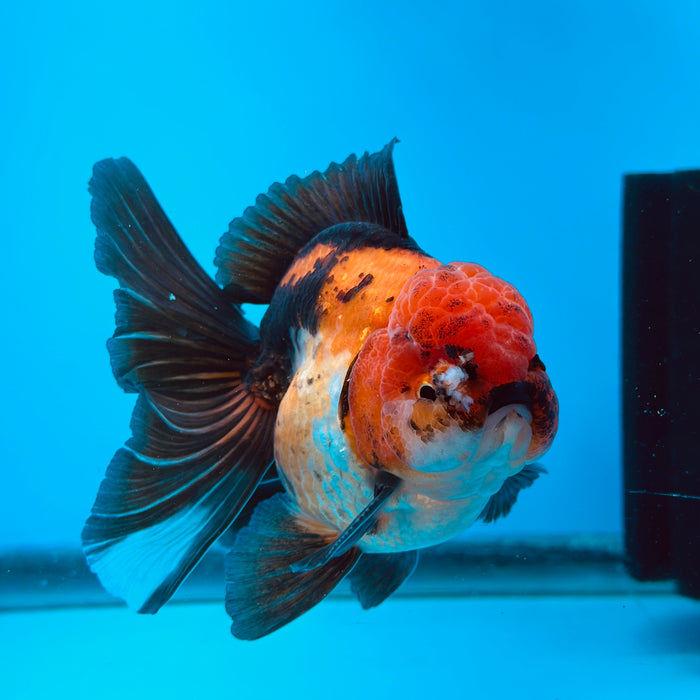 Live Fancy Goldfish Tri Color Thai Oranda 3.50'' (KP-109) Ready To Ship! What You See What You Get.