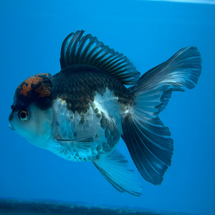 Thai Oranda Panda Red Cap 3.5” Body Female 8 Months (JC-169)R1A08