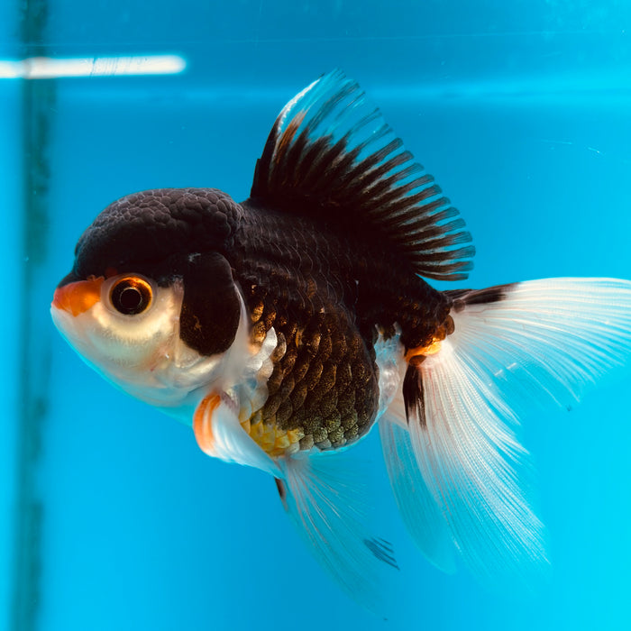 Live Fancy Goldfish  Tri Color Thai Oranda 3.00'' (KP-120) Ready To Ship! What You See What You Get.