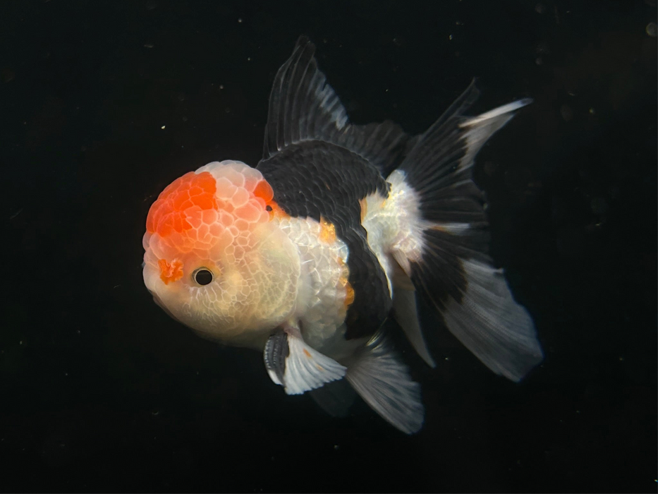 Thai Oranda Tri-Color Large Wen 2.5" Body Male 7 Months (JC-076)R1A07