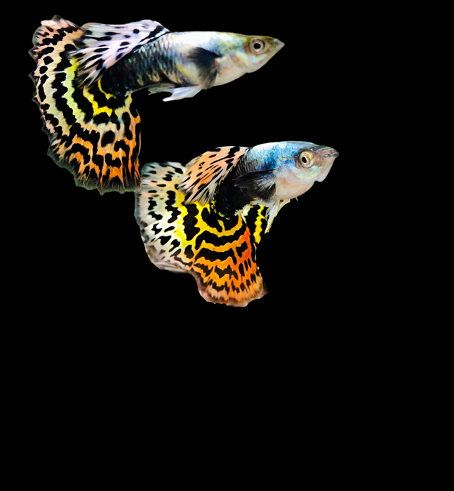 (CGP-035) Live Fancy Guppy Fish Premium Quality Tiger Halfmoon Mosaic XL Size R5A06F R5B06M