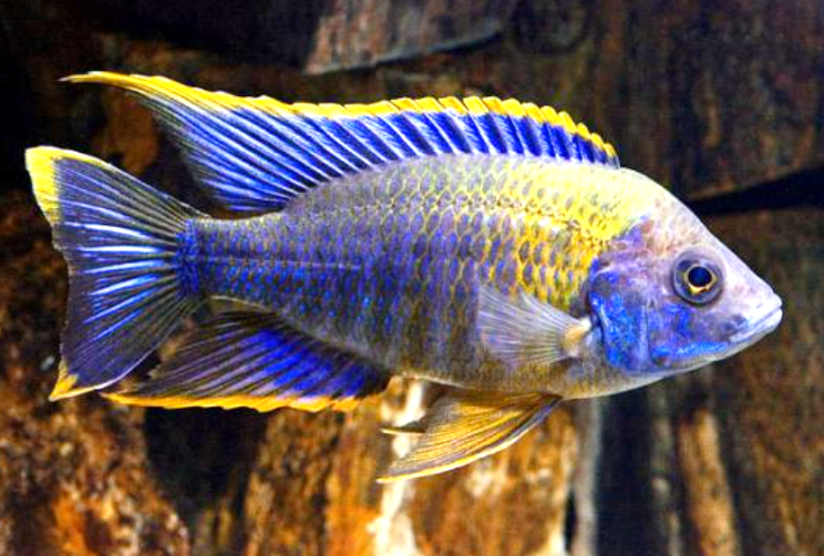 Live Freshwater African Cichlid Lwanda Peacock Cichlid (CHD-104)