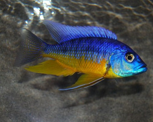 Live Fish African Cichlid Aquarium Insignus  (Protomelas sp. Spilonotus Tanzania)(CHD-115)