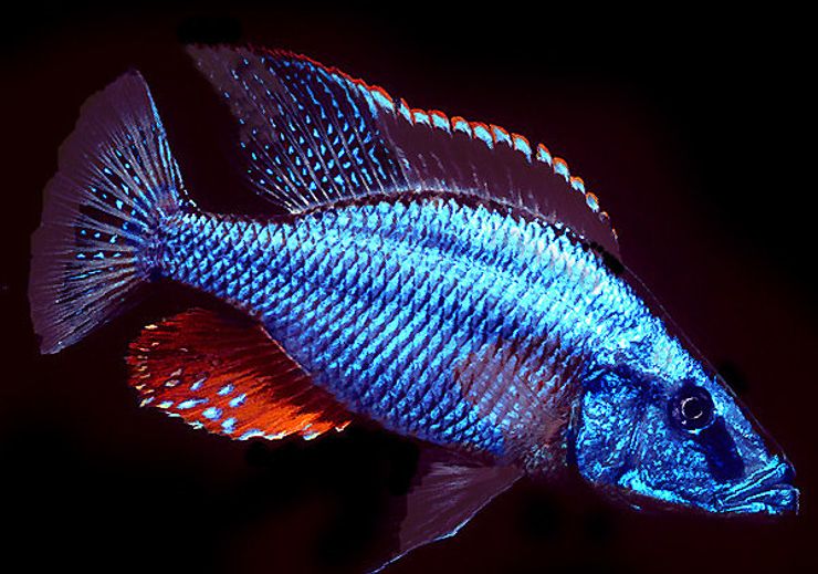 Live Fish African Cichlid Compressiceps Malawi Eye Biter (Dimidiochromis compressiceps) (CHD-020)