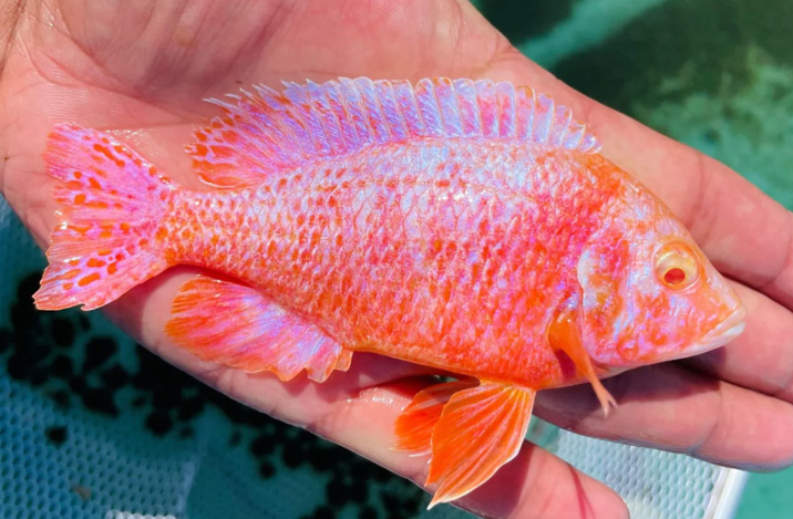 Live Fish African Cichlid Albino Pink Peacock (Aulonocara sp.) (CHD-134)U008