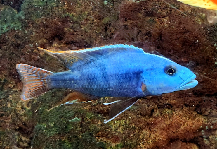 Live Fish African Cichlid Fusco Cichlid (Nimbochromis Fuscotaeniatus)(CHD-035)