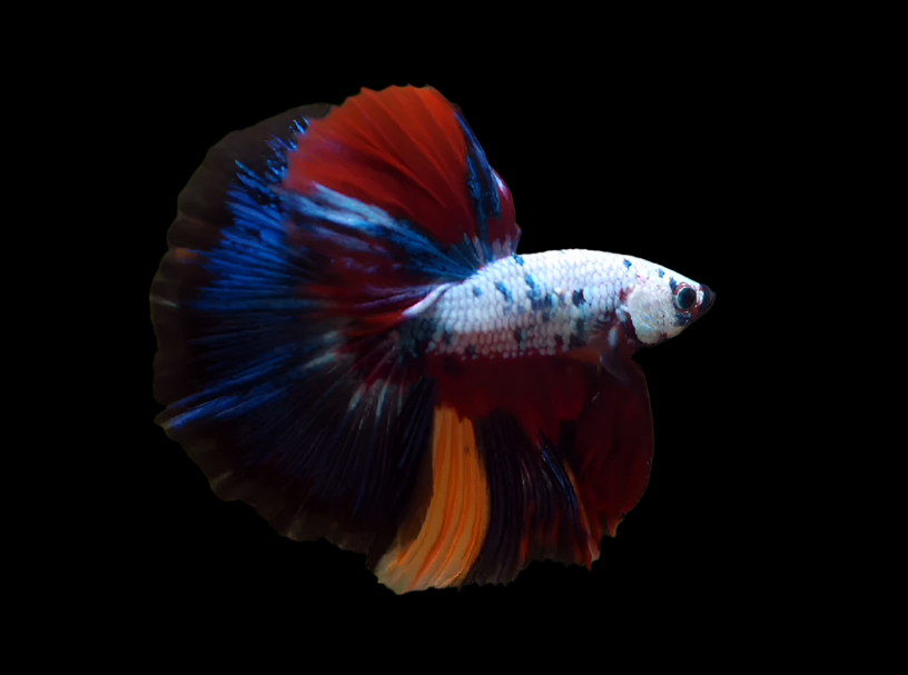 Candy Marble dot Multicolor Halfmoon Male Betta Show Grade Over Halfmoon