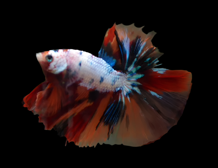 Candy Marble dot Halfmoon Male Betta Show Grade Over Halfmoon