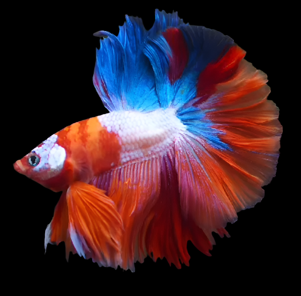 Candy Nemo Galaxy Halfmoon Betta 