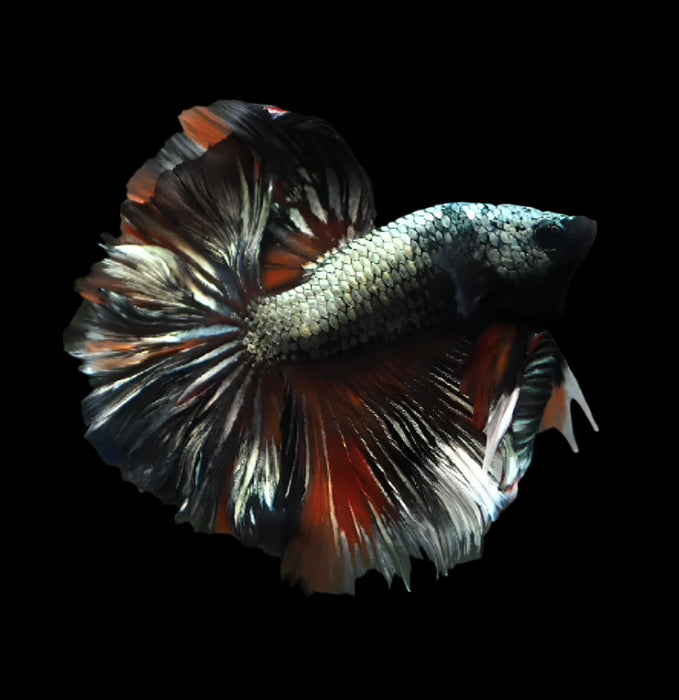 Copper Dragon Mohawk Halfmoon Male Betta