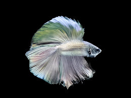 Copper scales Light tone Over halfmoon male betta