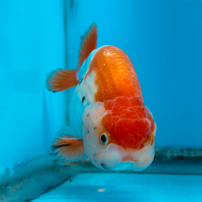 Live Fancy Goldfish Red & White Ranchu 3.00'' (KP-119) Ready To Ship! What You See What You Get.