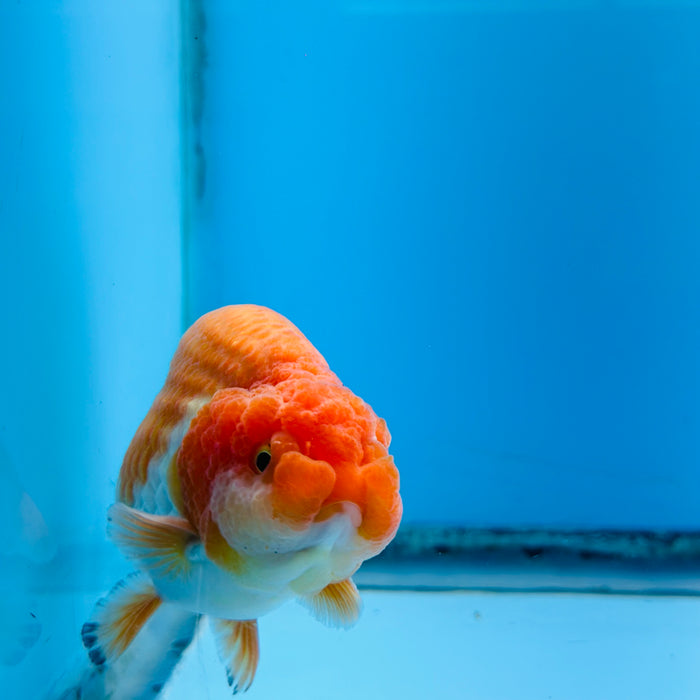 Live Fancy Goldfish Red & White Ranchu 3.00'' (KP-117) Ready To Ship! What You See What You Get.