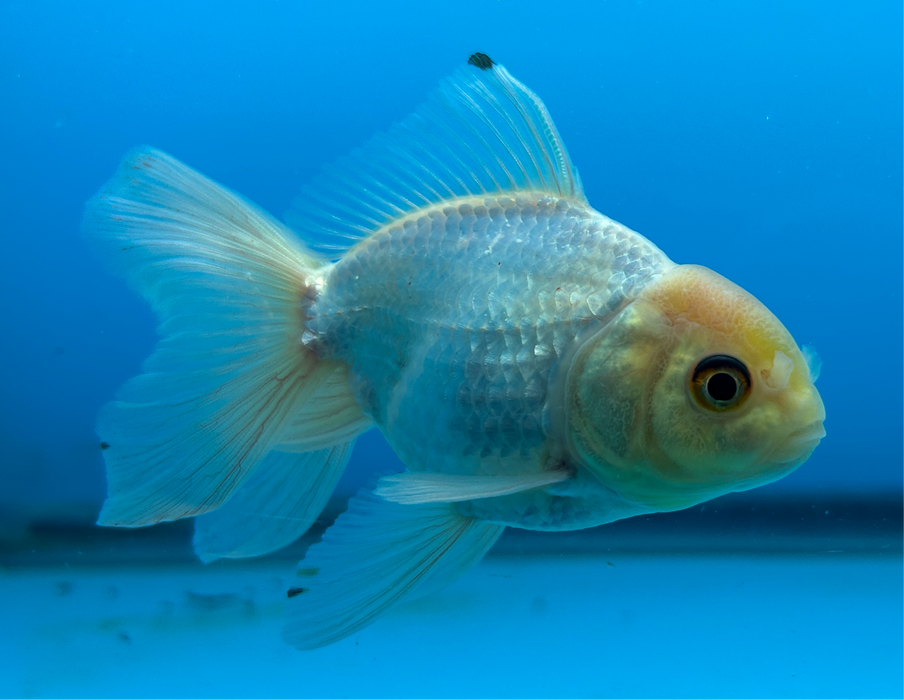 Thai Oranda White 2.7” Body Male 7 Months (JC-095) R1A05 (Room To Grow Show Quality)