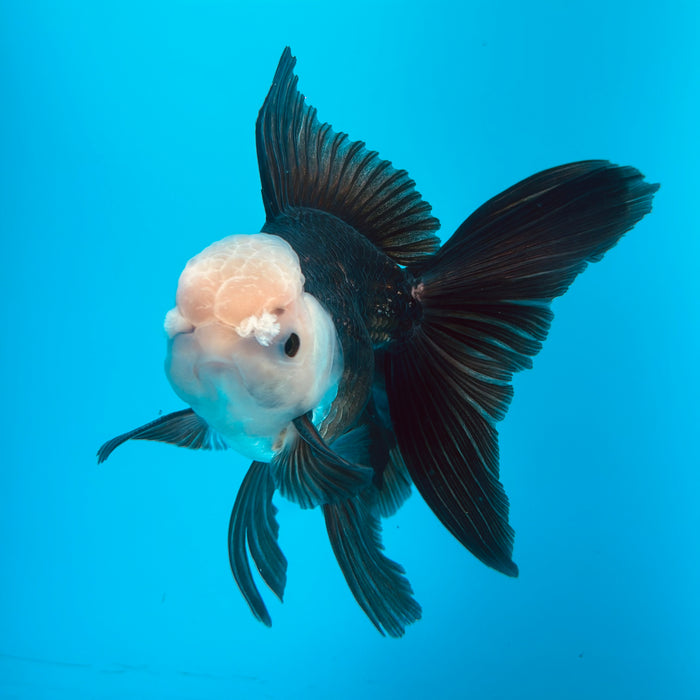 Live Fancy Goldfish Panda Thai Oranda 3.50'' (KP-112) Ready To Ship! What You See What You Get.