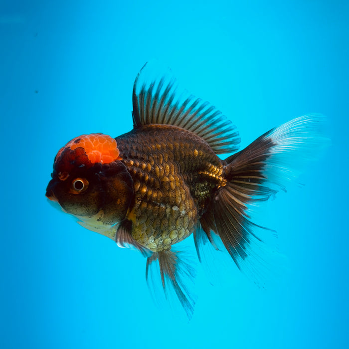 Live Fancy Goldfish Black Body Red Cap Thai Oranda 3.00'' (KP-121) Ready To Ship! What You See What You Get.